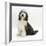 Bearded Collie Bitch, Ellie, Sitting-Mark Taylor-Framed Photographic Print