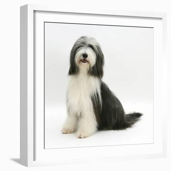 Bearded Collie Bitch, Ellie, Sitting-Mark Taylor-Framed Photographic Print