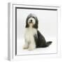 Bearded Collie Bitch, Ellie, Sitting-Mark Taylor-Framed Photographic Print