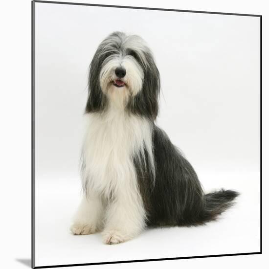 Bearded Collie Bitch, Ellie, Sitting-Mark Taylor-Mounted Photographic Print