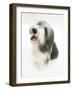 Bearded Collie Bitch, Ellie, Sitting-Mark Taylor-Framed Photographic Print