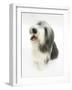 Bearded Collie Bitch, Ellie, Sitting-Mark Taylor-Framed Photographic Print