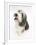 Bearded Collie Bitch, Ellie, Sitting-Mark Taylor-Framed Photographic Print