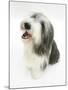 Bearded Collie Bitch, Ellie, Sitting-Mark Taylor-Mounted Photographic Print