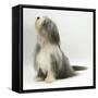 Bearded Collie Bitch, Flora, Sitting-Mark Taylor-Framed Stretched Canvas