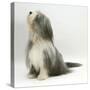 Bearded Collie Bitch, Flora, Sitting-Mark Taylor-Stretched Canvas