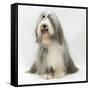 Bearded Collie Bitch, Flora, Sitting-Mark Taylor-Framed Stretched Canvas