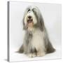 Bearded Collie Bitch, Flora, Sitting-Mark Taylor-Stretched Canvas
