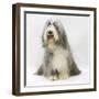 Bearded Collie Bitch, Flora, Sitting-Mark Taylor-Framed Photographic Print