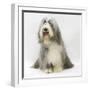 Bearded Collie Bitch, Flora, Sitting-Mark Taylor-Framed Photographic Print