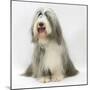 Bearded Collie Bitch, Flora, Sitting-Mark Taylor-Mounted Photographic Print