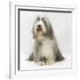 Bearded Collie Bitch, Flora, Sitting-Mark Taylor-Framed Photographic Print