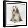 Bearded Collie Bitch, Flora, Sitting-Mark Taylor-Framed Photographic Print