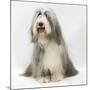 Bearded Collie Bitch, Flora, Sitting-Mark Taylor-Mounted Photographic Print