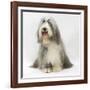 Bearded Collie Bitch, Flora, Sitting-Mark Taylor-Framed Photographic Print