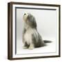 Bearded Collie Bitch, Flora, Sitting-Mark Taylor-Framed Photographic Print