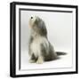 Bearded Collie Bitch, Flora, Sitting-Mark Taylor-Framed Photographic Print