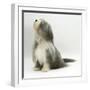 Bearded Collie Bitch, Flora, Sitting-Mark Taylor-Framed Photographic Print