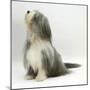 Bearded Collie Bitch, Flora, Sitting-Mark Taylor-Mounted Photographic Print