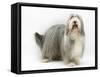 Bearded Collie Bitch, Flora-Mark Taylor-Framed Stretched Canvas