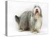 Bearded Collie Bitch, Flora-Mark Taylor-Stretched Canvas