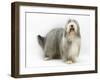 Bearded Collie Bitch, Flora-Mark Taylor-Framed Photographic Print