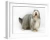 Bearded Collie Bitch, Flora-Mark Taylor-Framed Photographic Print