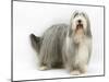 Bearded Collie Bitch, Flora-Mark Taylor-Mounted Photographic Print