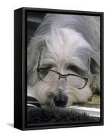 Bearded Collie Dog Lying Down Asleep Wearing Spectacles-null-Framed Stretched Canvas