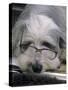 Bearded Collie Dog Lying Down Asleep Wearing Spectacles-null-Stretched Canvas