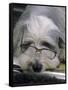 Bearded Collie Dog Lying Down Asleep Wearing Spectacles-null-Framed Stretched Canvas