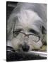 Bearded Collie Dog Lying Down Asleep Wearing Spectacles-null-Stretched Canvas