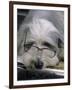 Bearded Collie Dog Lying Down Asleep Wearing Spectacles-null-Framed Photographic Print