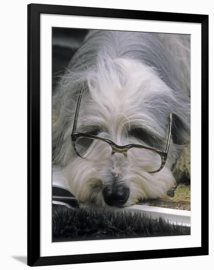 Bearded Collie Dog Lying Down Asleep Wearing Spectacles-null-Framed Photographic Print