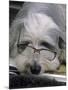 Bearded Collie Dog Lying Down Asleep Wearing Spectacles-null-Mounted Photographic Print