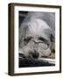 Bearded Collie Dog Lying Down Asleep Wearing Spectacles-null-Framed Photographic Print