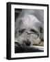 Bearded Collie Dog Lying Down Asleep Wearing Spectacles-null-Framed Photographic Print