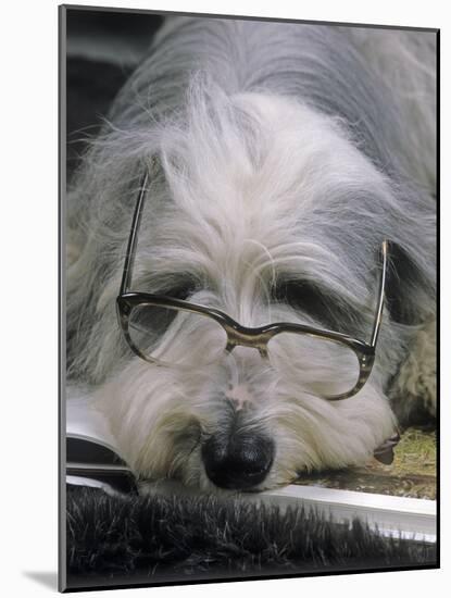Bearded Collie Dog Lying Down Asleep Wearing Spectacles-null-Mounted Photographic Print