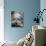 Bearded Collie Dog Lying Down Asleep Wearing Spectacles-null-Photographic Print displayed on a wall