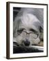 Bearded Collie Dog Lying Down Asleep Wearing Spectacles-null-Framed Photographic Print