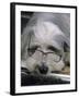 Bearded Collie Dog Lying Down Asleep Wearing Spectacles-null-Framed Photographic Print