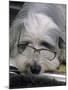 Bearded Collie Dog Lying Down Asleep Wearing Spectacles-null-Mounted Photographic Print
