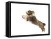 Bearded Collie Leaping in Mid-Air-null-Framed Stretched Canvas