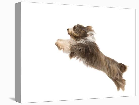 Bearded Collie Leaping in Mid-Air-null-Stretched Canvas