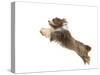 Bearded Collie Leaping in Mid-Air-null-Stretched Canvas