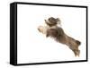 Bearded Collie Leaping in Mid-Air-null-Framed Stretched Canvas