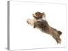 Bearded Collie Leaping in Mid-Air-null-Stretched Canvas