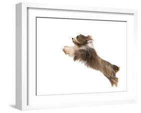 Bearded Collie Leaping in Mid-Air-null-Framed Photographic Print