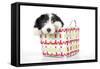 Bearded Collie Puppy in Basket-null-Framed Stretched Canvas