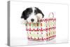 Bearded Collie Puppy in Basket-null-Stretched Canvas